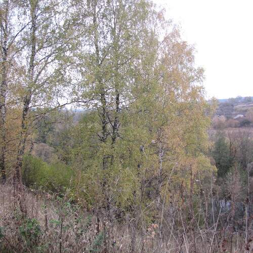 Narrow Leaf Covered Trail Leads Wooden Bridge Calm River Surrounded