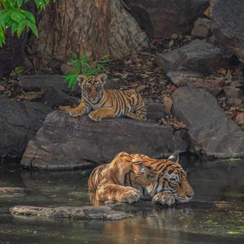 Whispers of Jamundeh: A Mother’s Silent Vigil