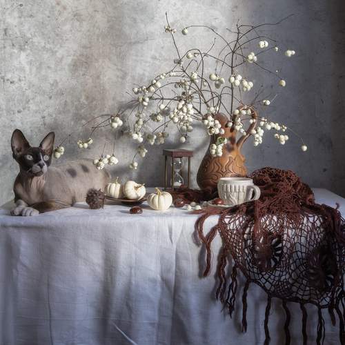 Photo #12888132