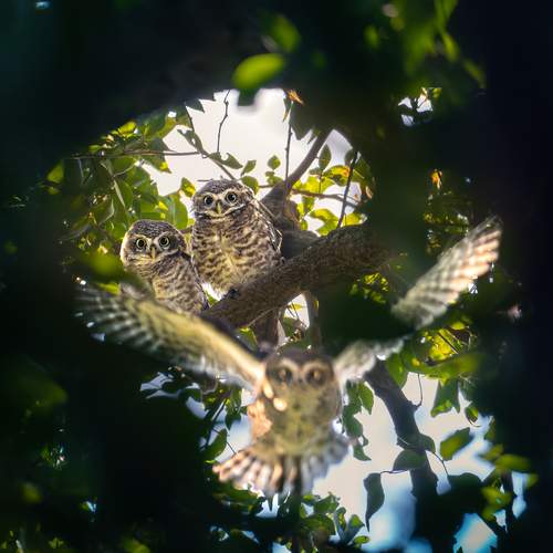 Approach of the Curious One
