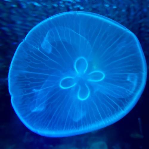 Фотография #12895441