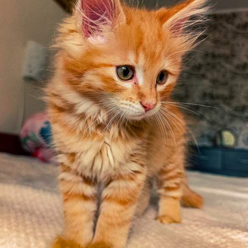 Photo #12895601