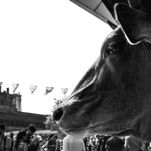 Photo #12896315