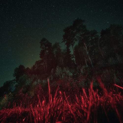 stars! forest! stars!
