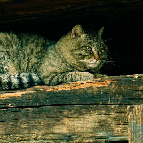 Photo #12896782