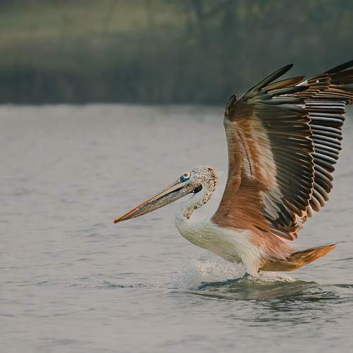 Photo #12897132
