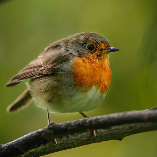 Молодая зарянка