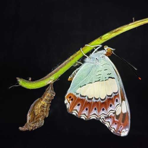 Photo #12898327