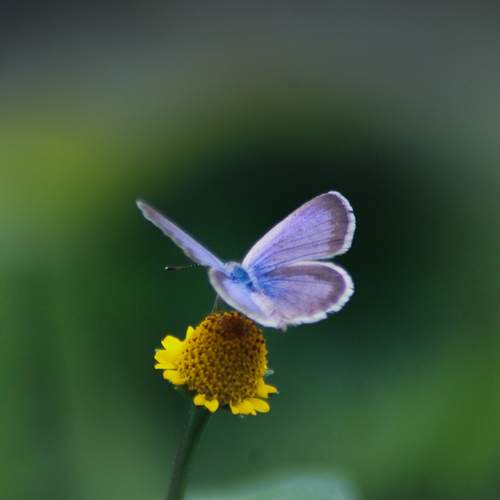 Pale Grass Blue butterfly
