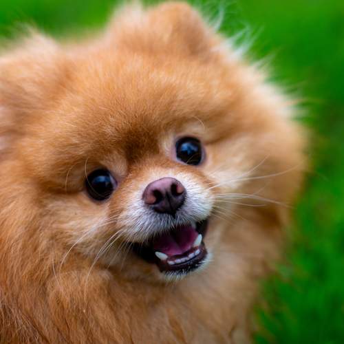 Photo #12898658