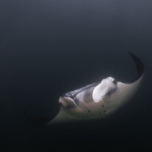 Photo #1292362