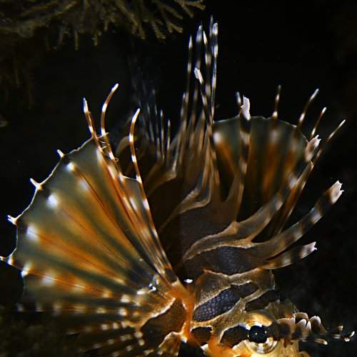 Photo #1292363