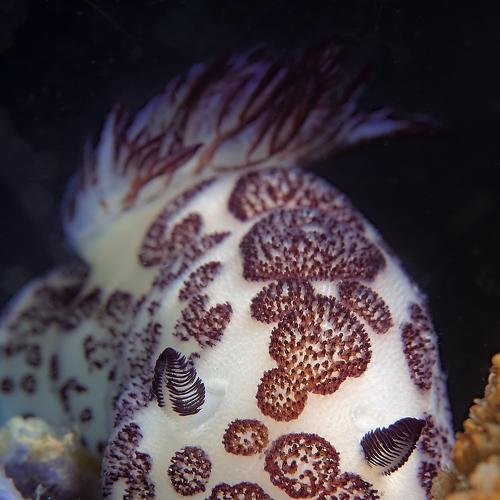 Photo #1292376