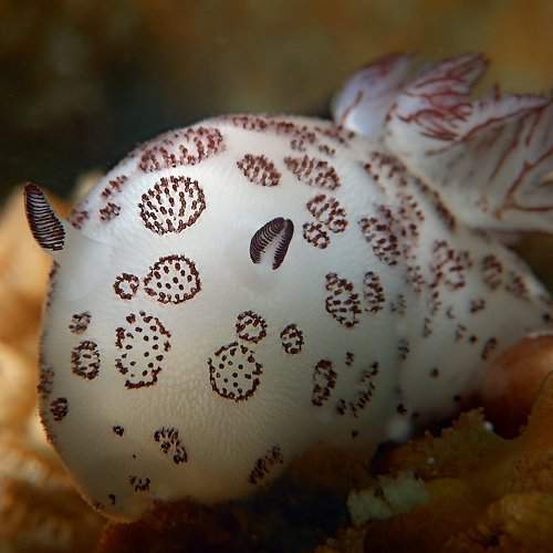 Photo #1292382