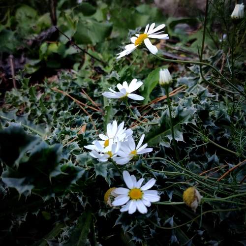 Photo #12901131