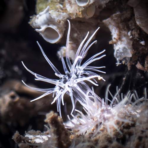 Light Bloom