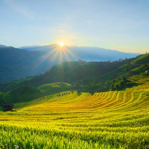 New sunshine on Kim Noi terraced fields
