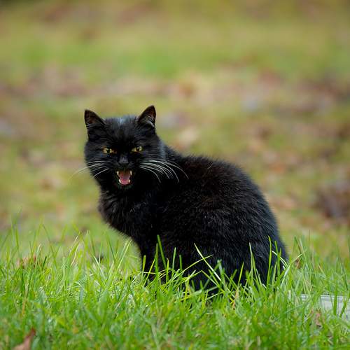 Photo #12903591