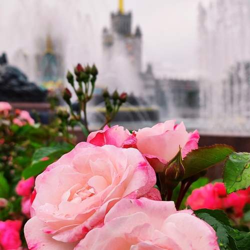 Photo #12903944