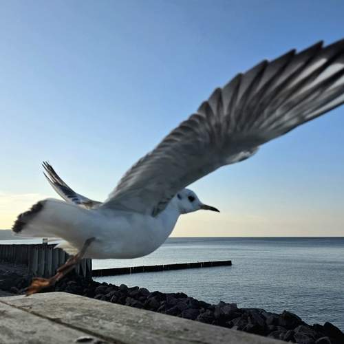 Photo #12904113