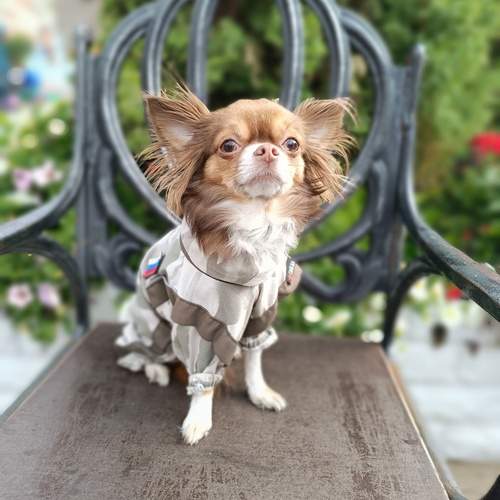 Photo #12905239