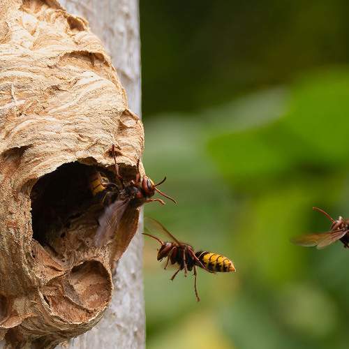hornets