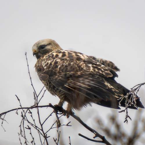 Photo #12906789