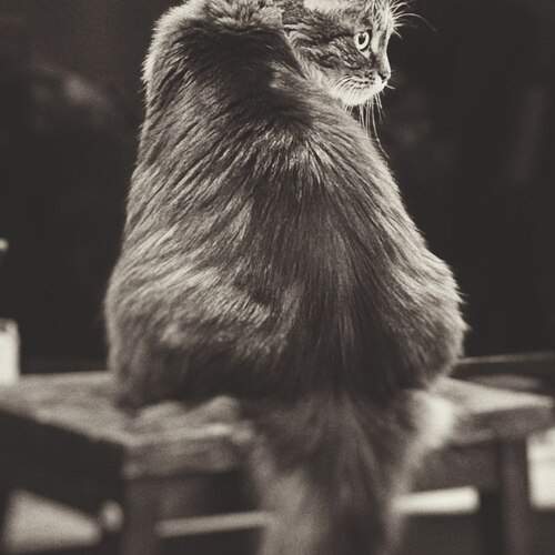 Photo #12907585