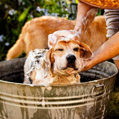 Photo #12908508