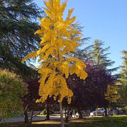 Árbol de otoño