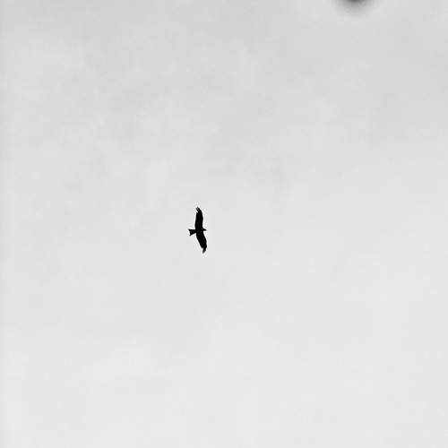 Photo #12910915