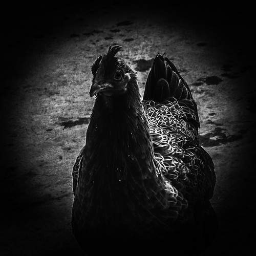 Under the Silent Gaze