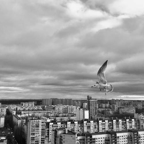 Photo #12911229