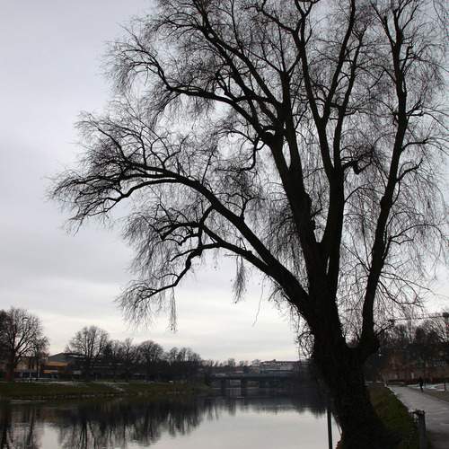 Photo #12911955