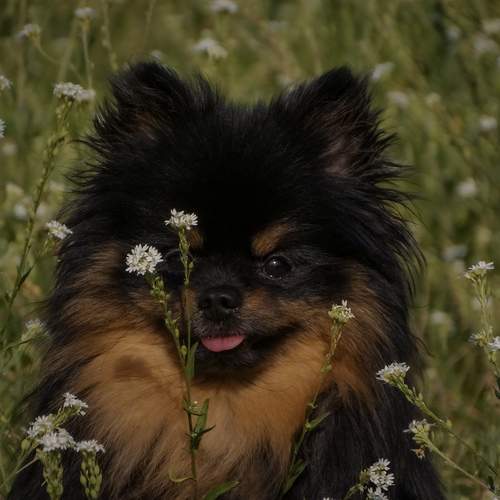 Photo #12913158