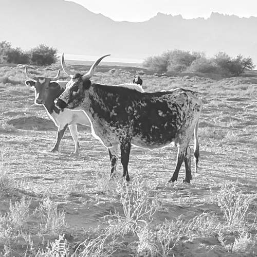 Photo #12913440