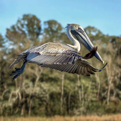 Photo #12913464
