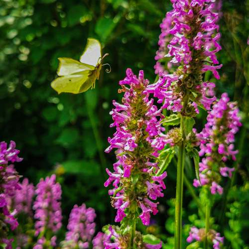 Photo #12915502