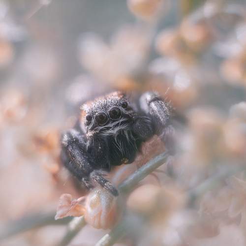 Один раз в год сады цветут