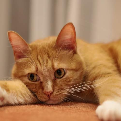 Photo #12919587