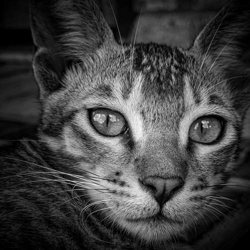 The Gaze of the Hunter (or Feline Intensity / Eyes of the Night)