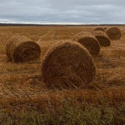 Рулоны сена