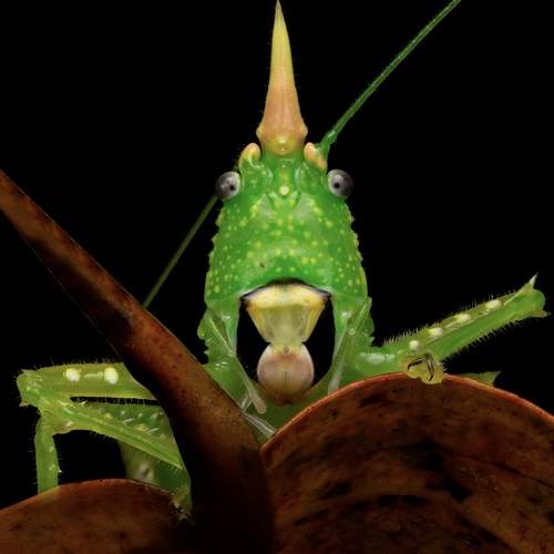 Photo #12921595