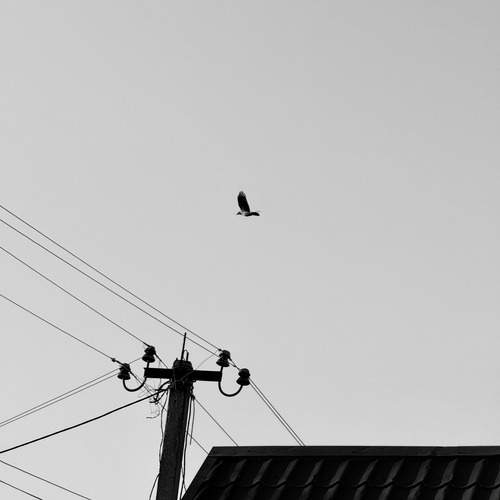 Photo #12921737