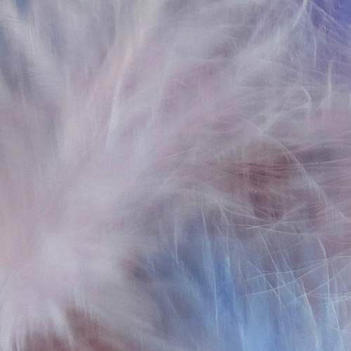 Photo #12921743