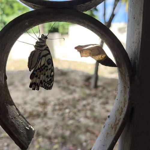 Photo #12922163
