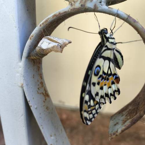 Photo #12922184