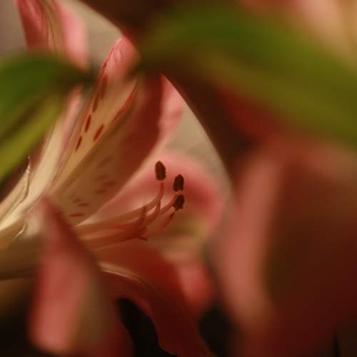 Photo #12922543