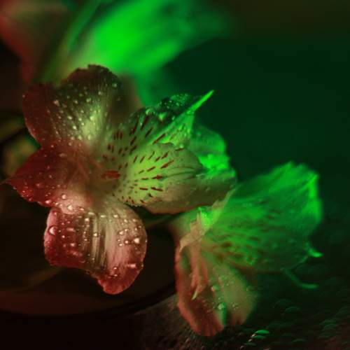 Photo #12922555