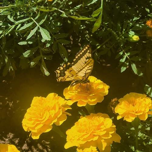 Photo #12924427